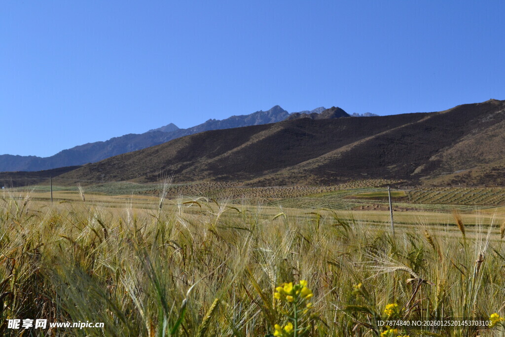 草原风光与远山美景