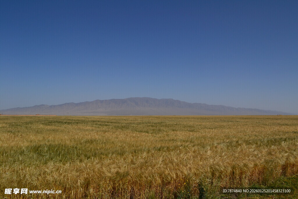 广袤麦田与远山蓝天