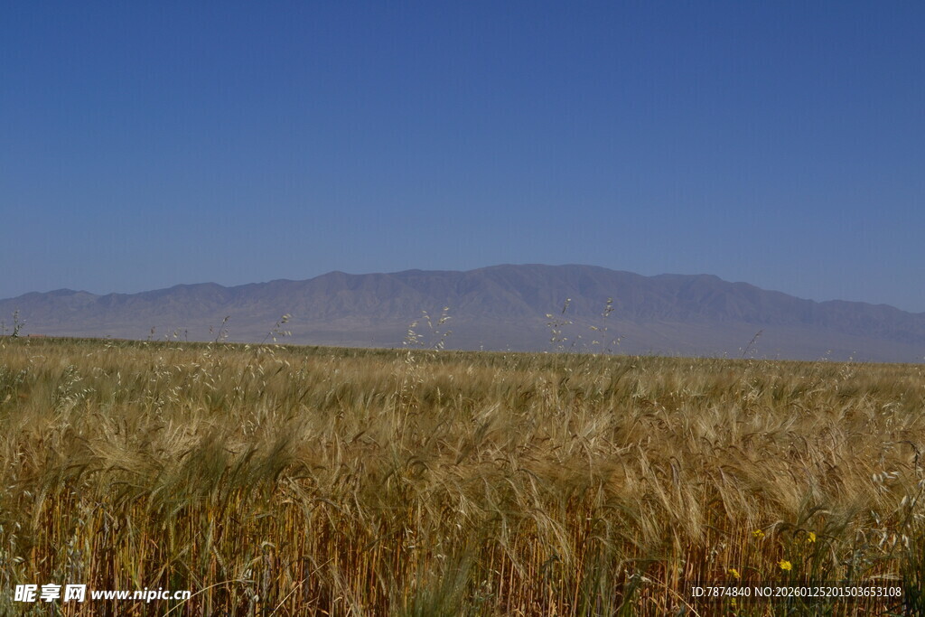 金黄麦田与远山蓝天