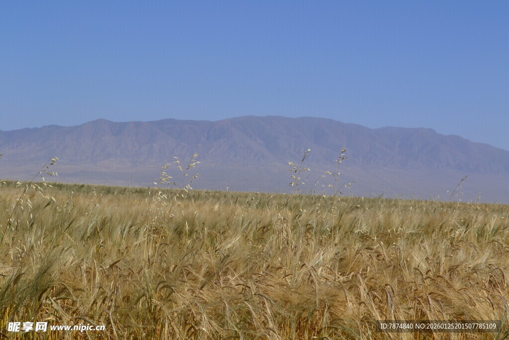 金黄麦田与远处山脉风光