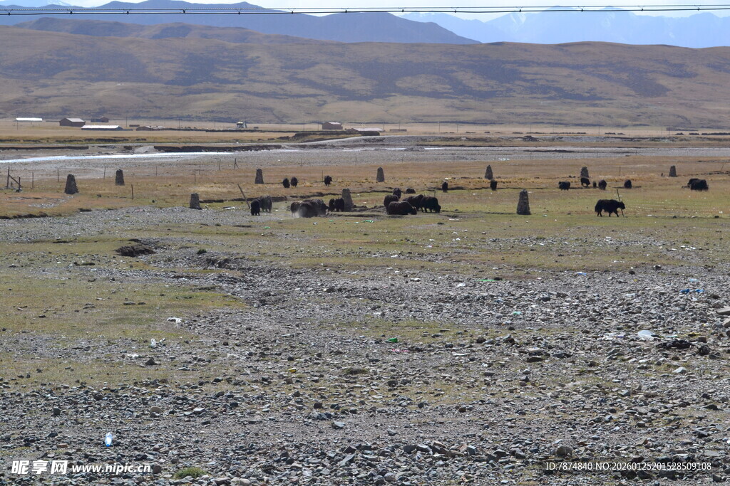 草原上的牲畜群