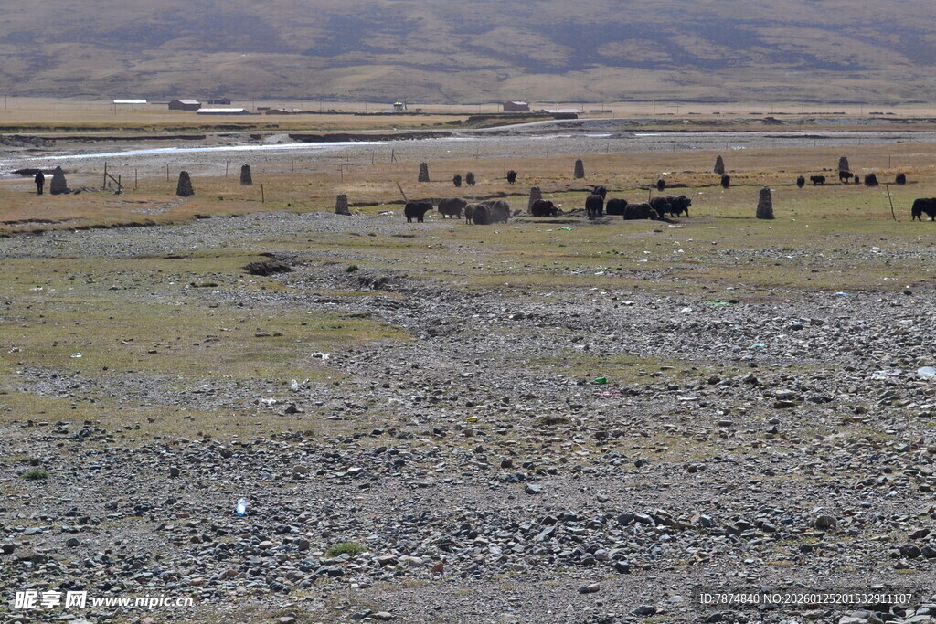 草原上的牲畜群