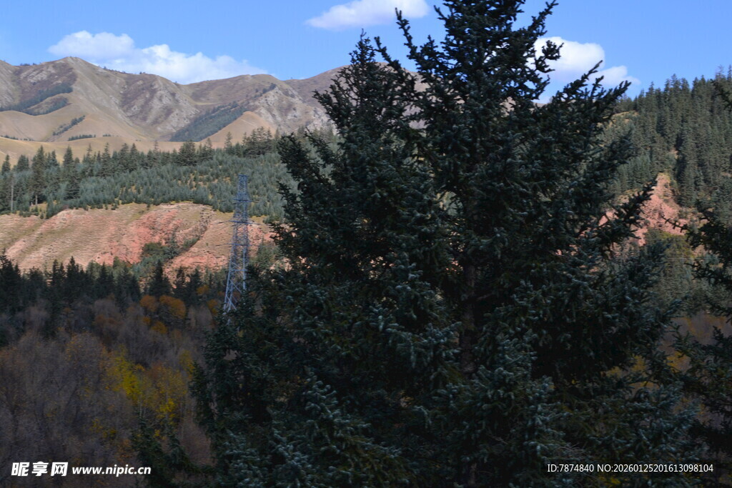 山间挺拔的翠绿松树