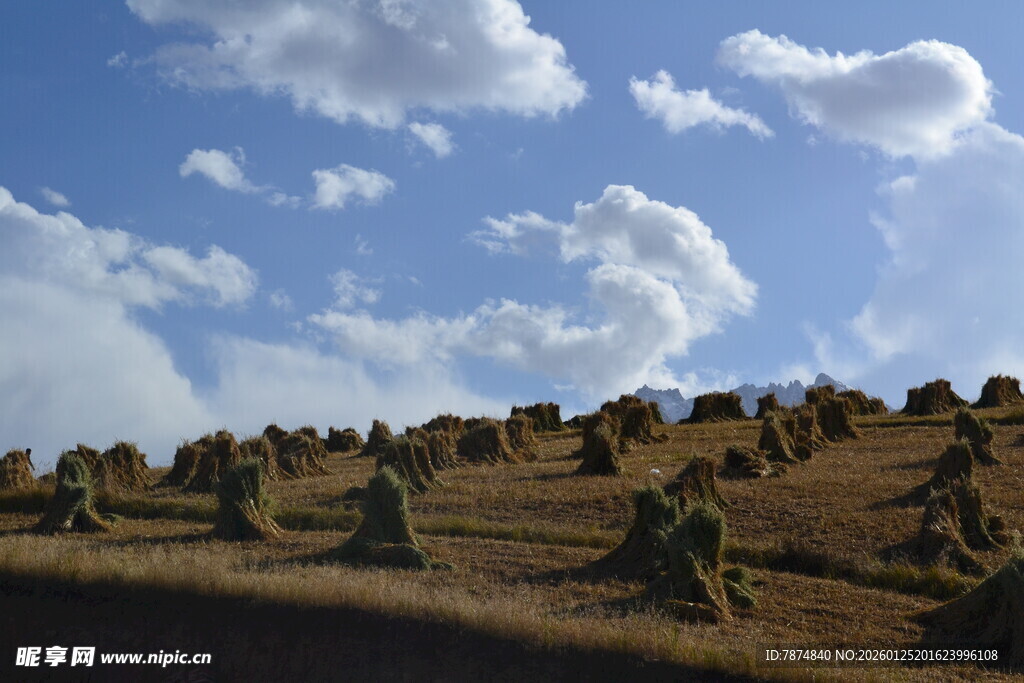 田野上的干草堆与蓝天白云