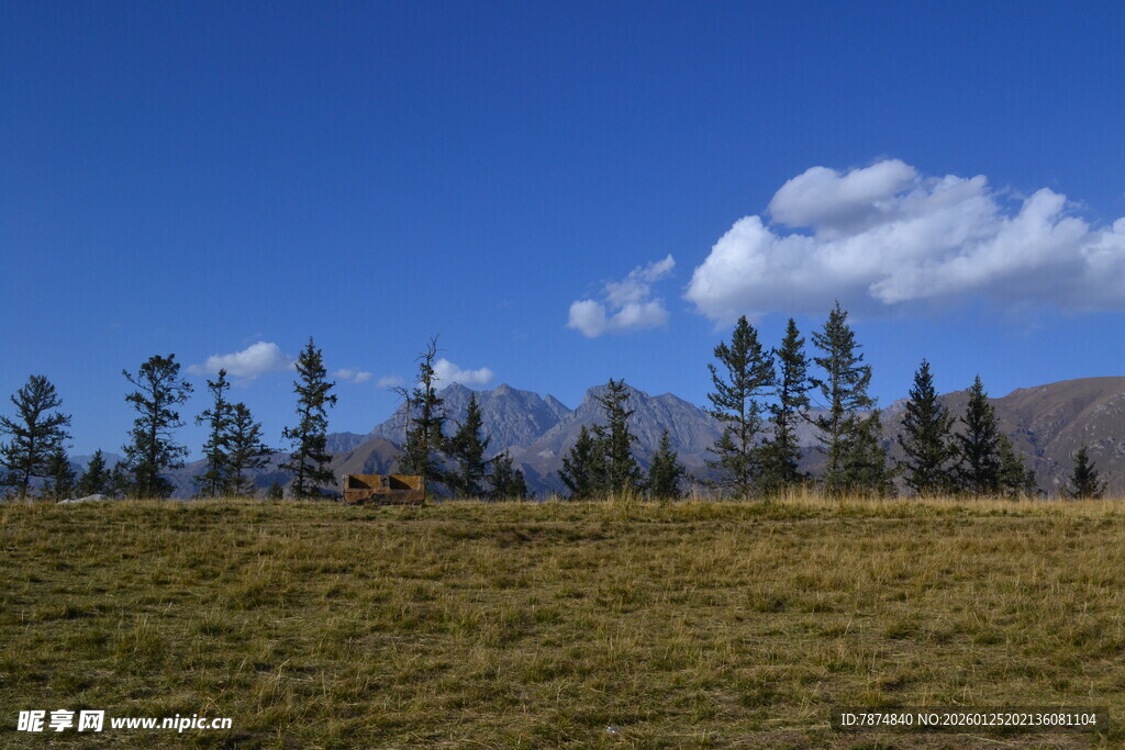 草原上的树木与蓝天白云