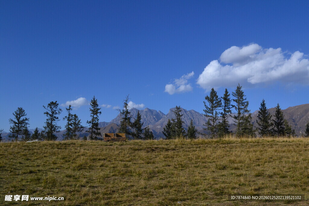 草原上的树木与蓝天白云