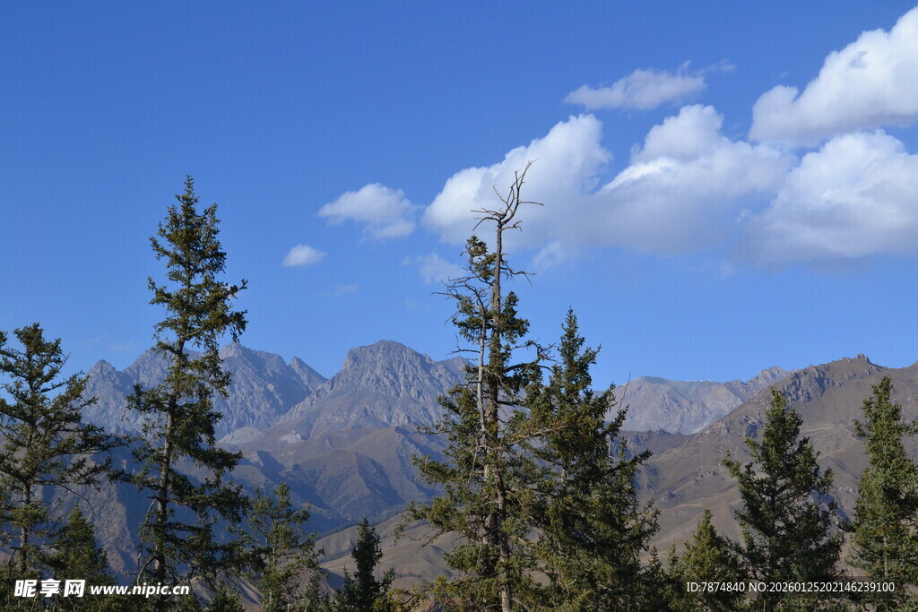 高山松林与蓝天白云美景