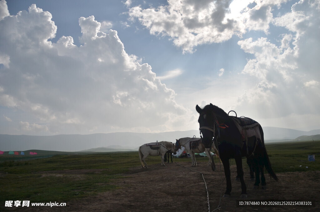 草原上的马匹与壮美天空