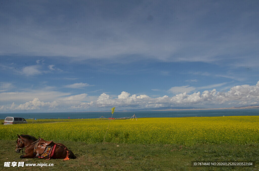 草原风光下的休憩马匹