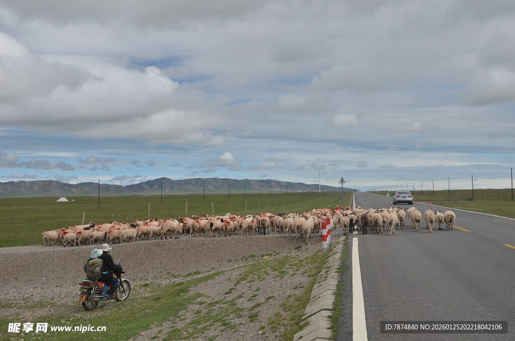 公路上的大规模羊群迁徙