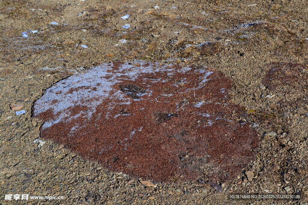 地面上的红褐色污渍