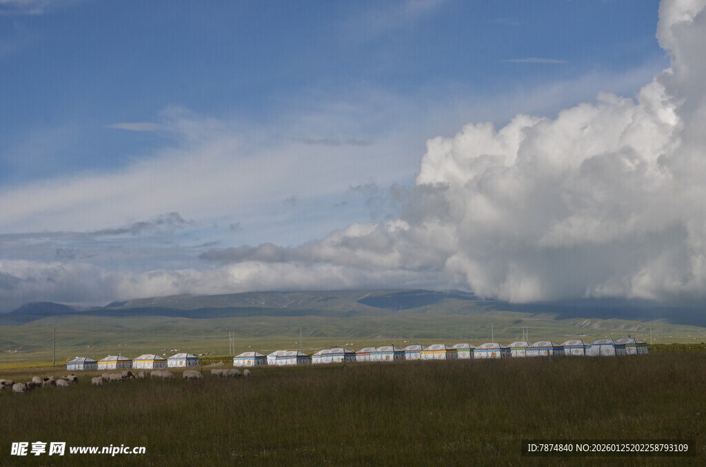 草原上的白色帐篷群落