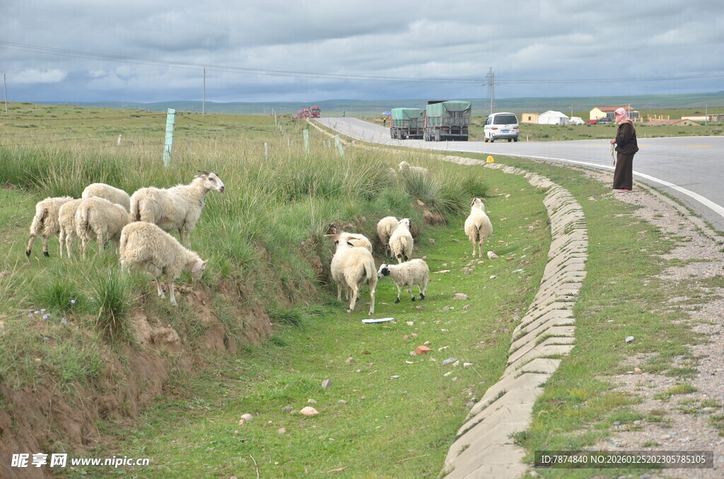 公路旁羊群与牧羊者景象