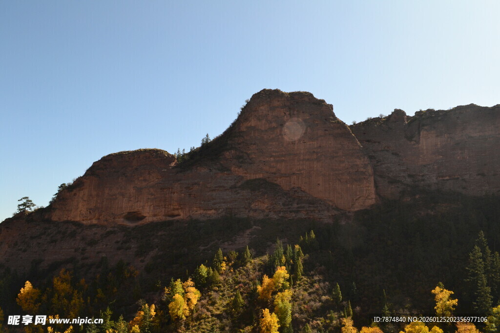 红岩下的绚烂黄花