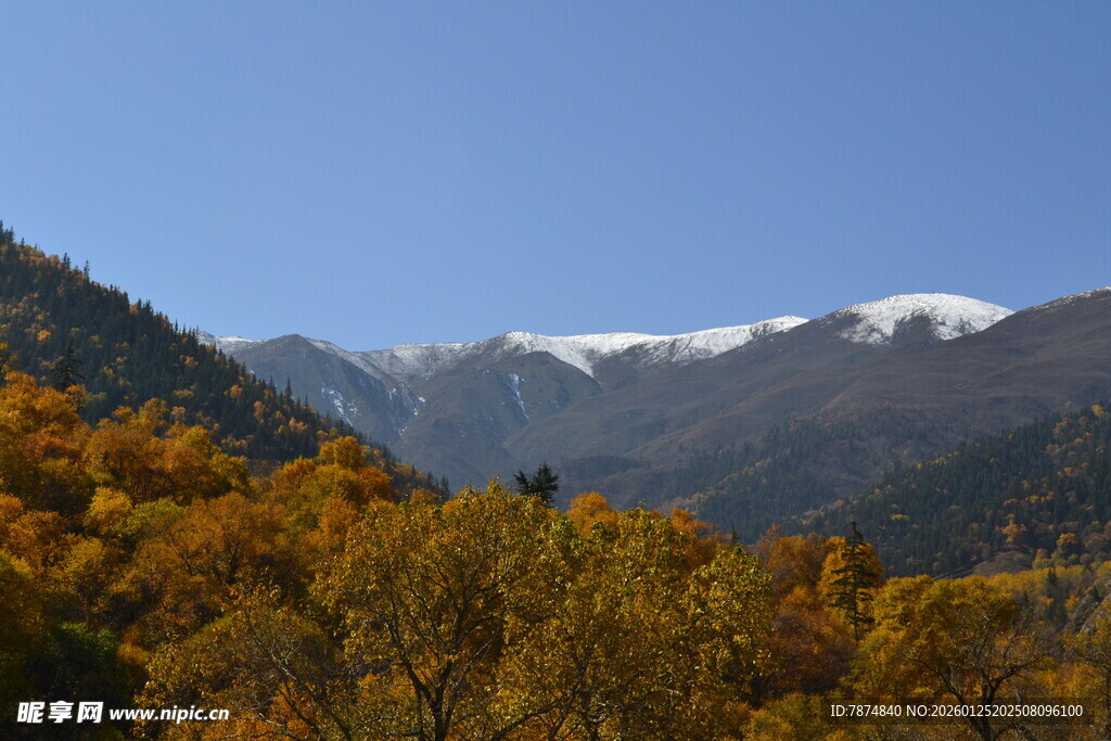 秋日山林与远处雪山美景