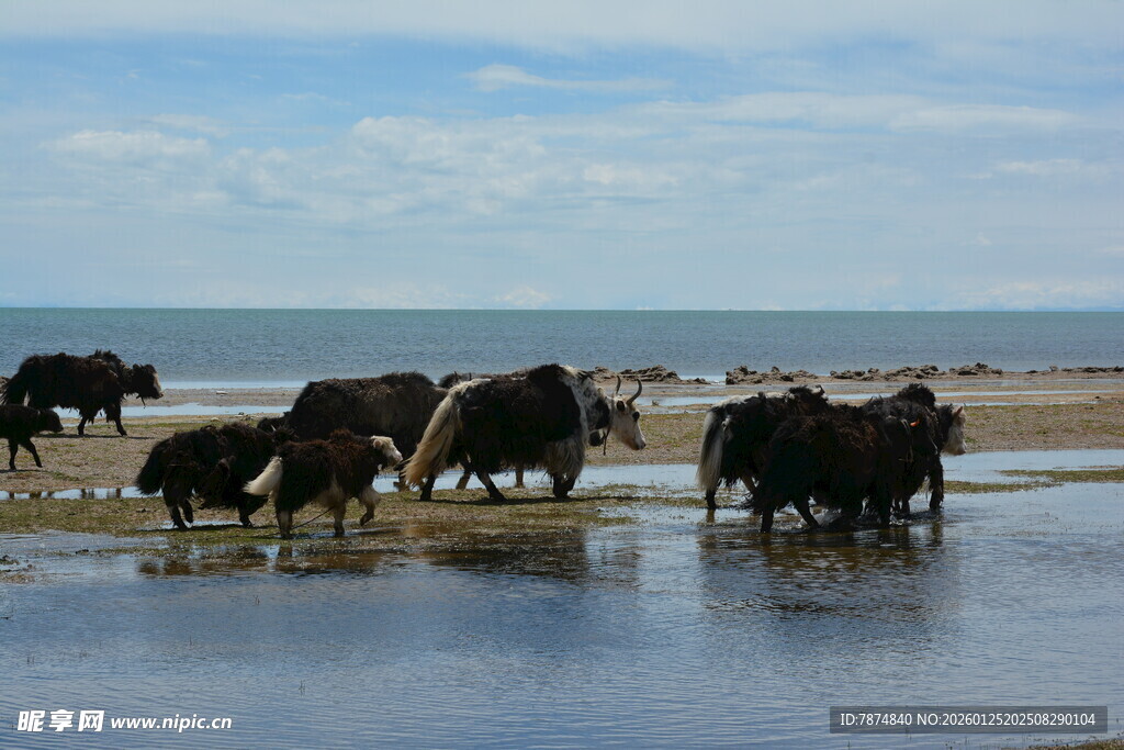 牛群在水边悠闲饮水
