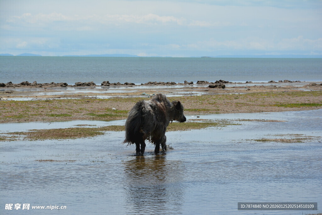 大象在浅滩漫步