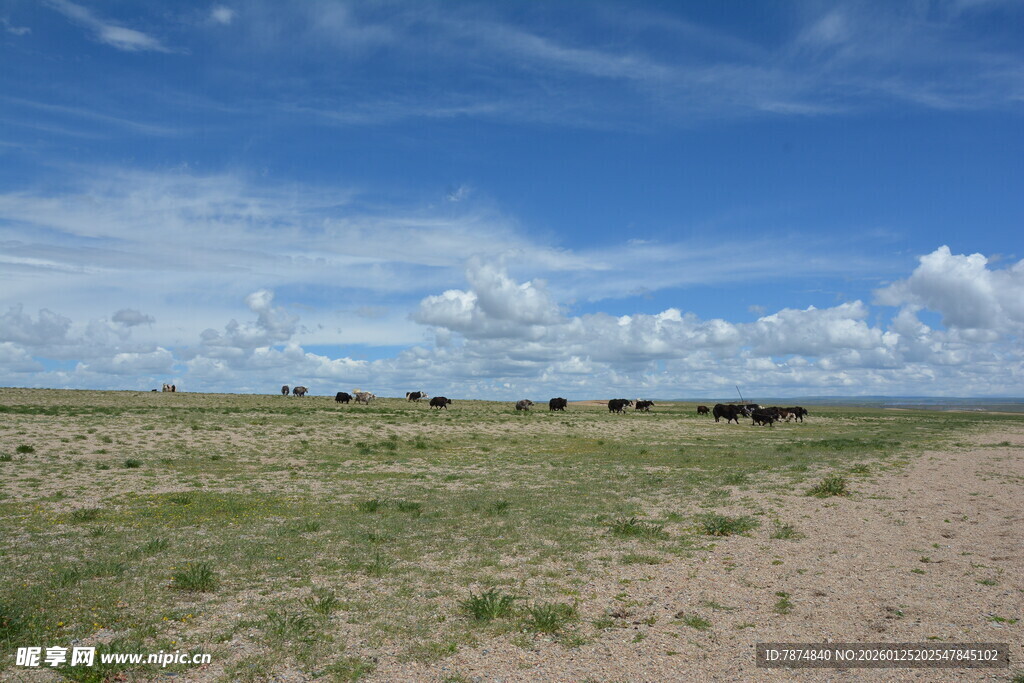 草原旷野 蓝天白云下的风光