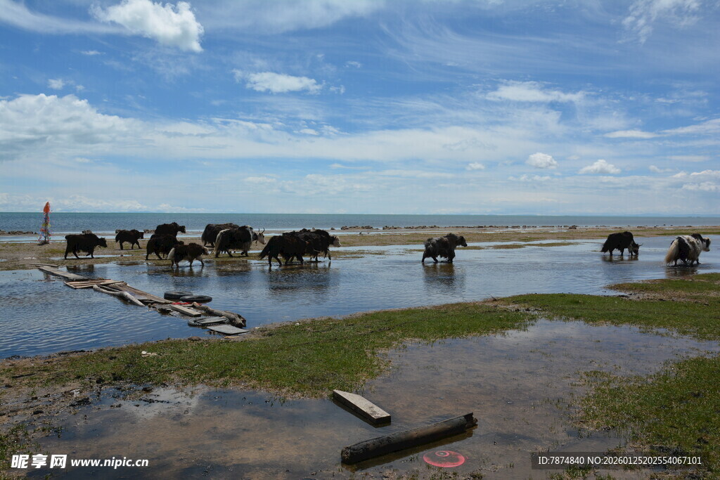 草原河畔牛群悠然饮水