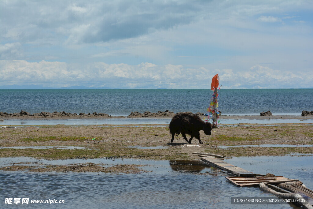 海滩上的牛与广阔海景