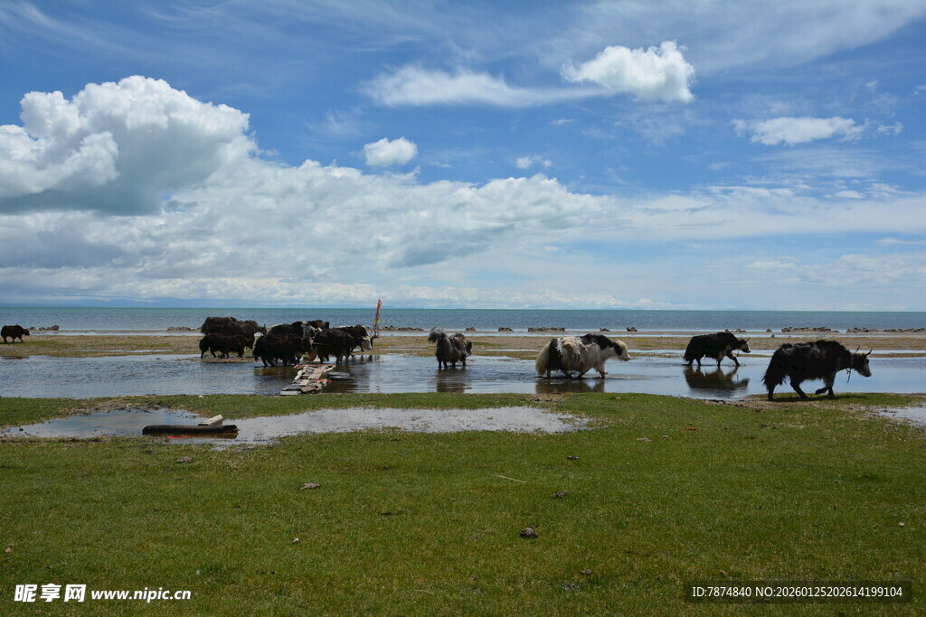草原上的牛群与蓝天白云