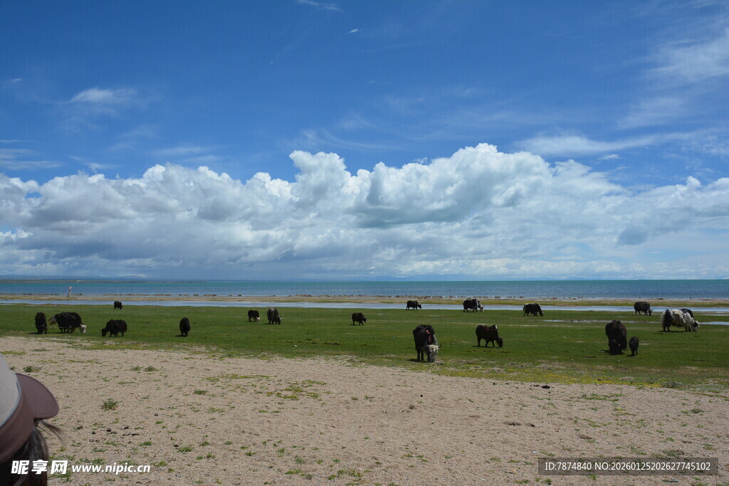 草原蓝天骏马的美丽风光