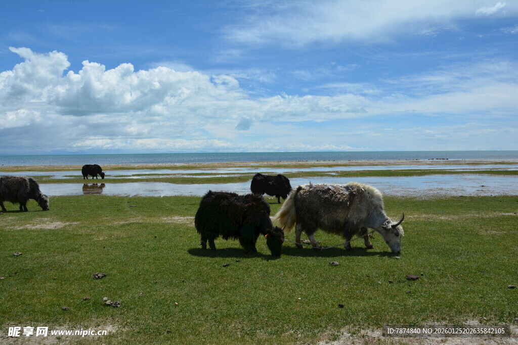 草原上的牛羊群