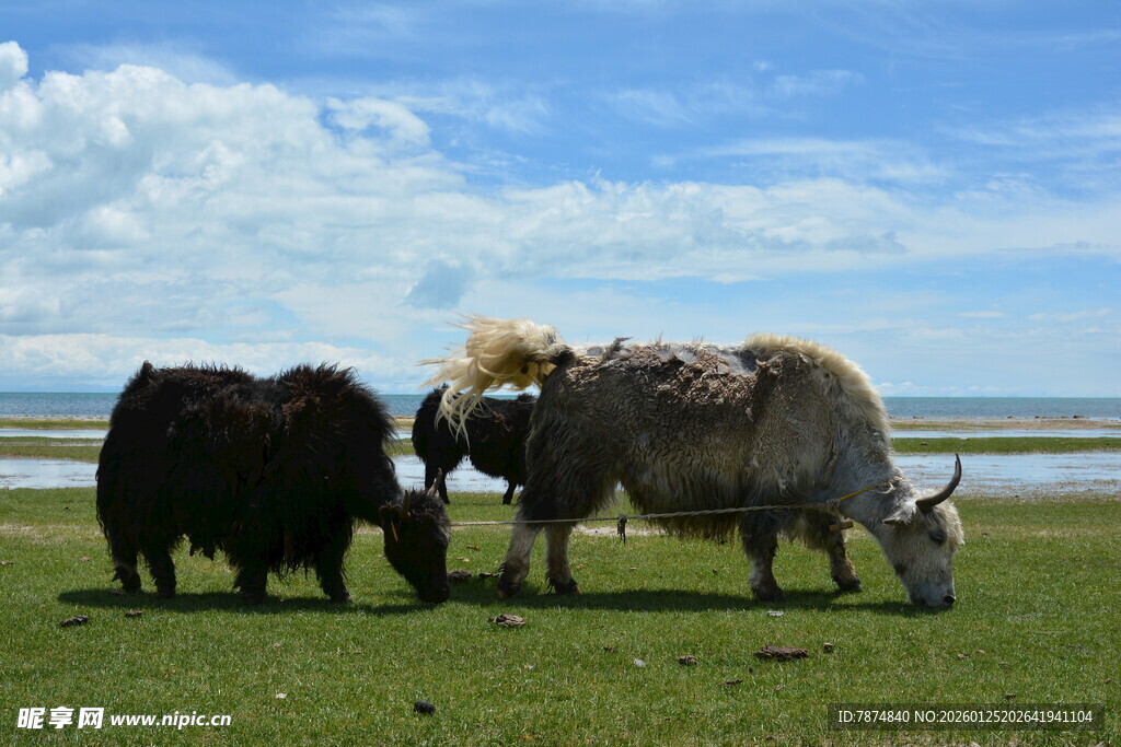 草原上的牦牛群