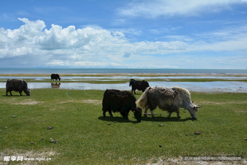 草原上的牛群悠然吃草