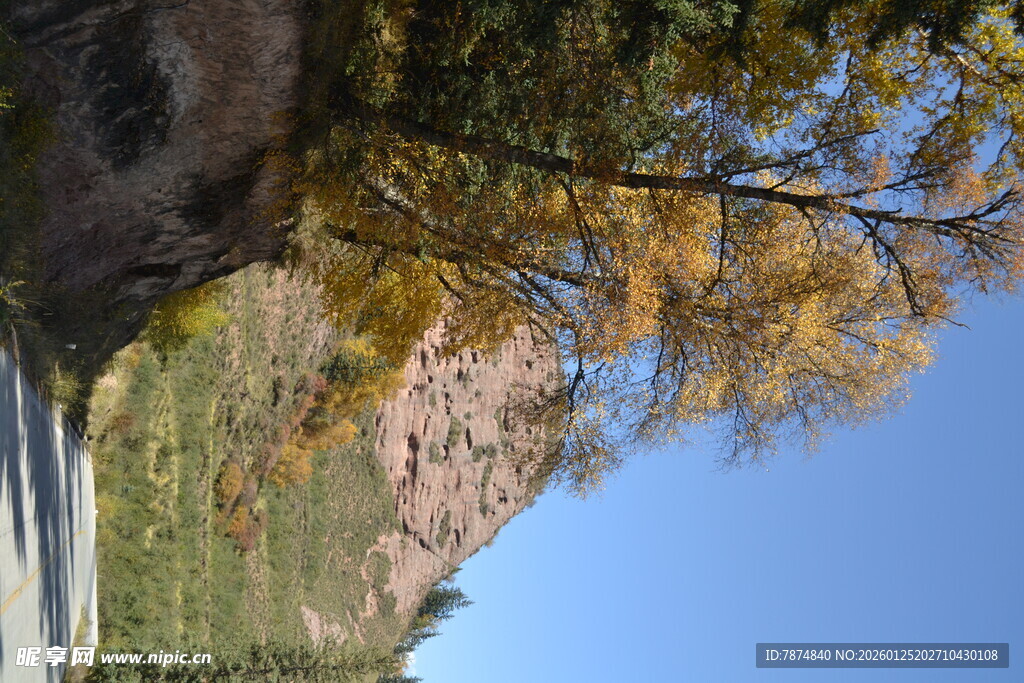 秋日路旁金黄树木与蓝天