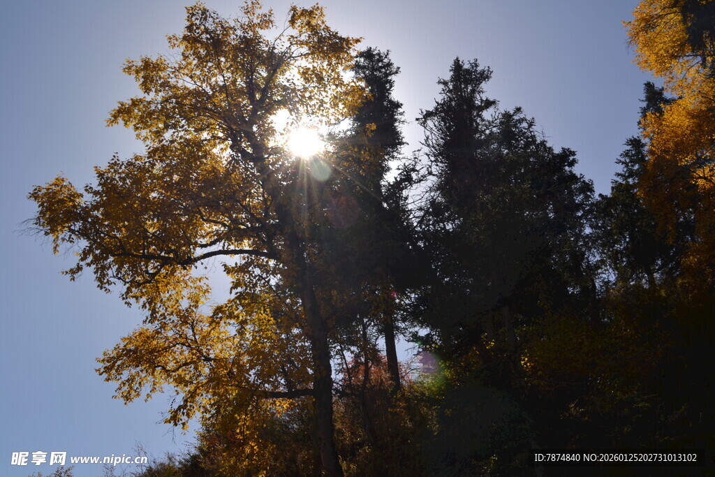 秋日阳光照耀茂密树林