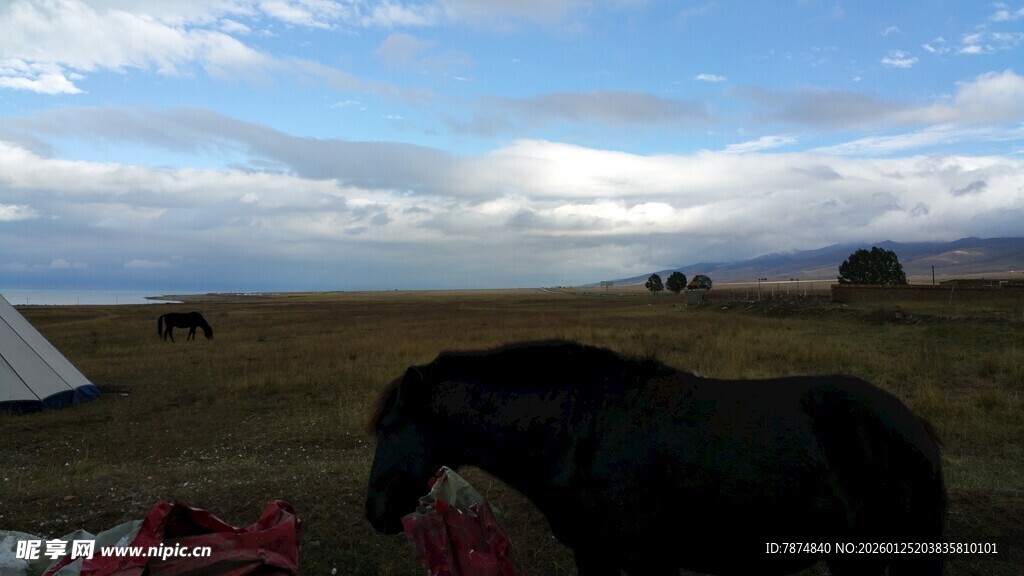 草原露营旁的黑马