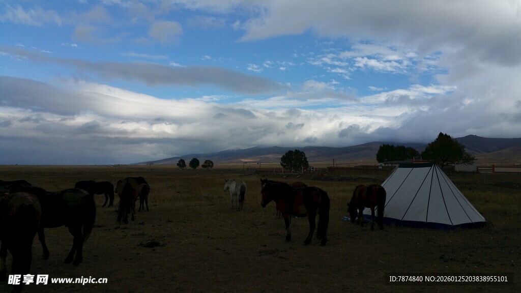 草原上的帐篷与马群