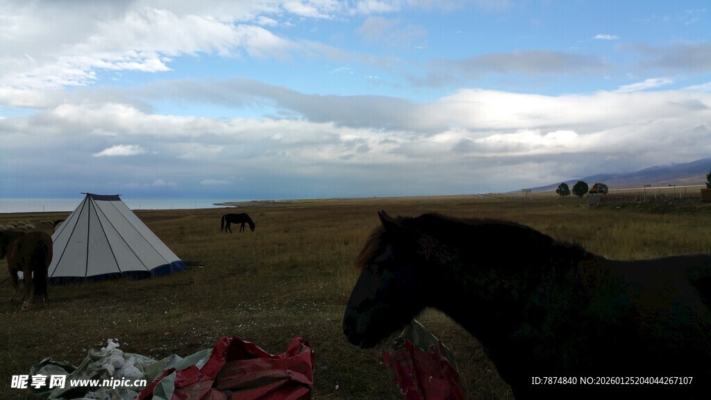 草原露营旁的骏马