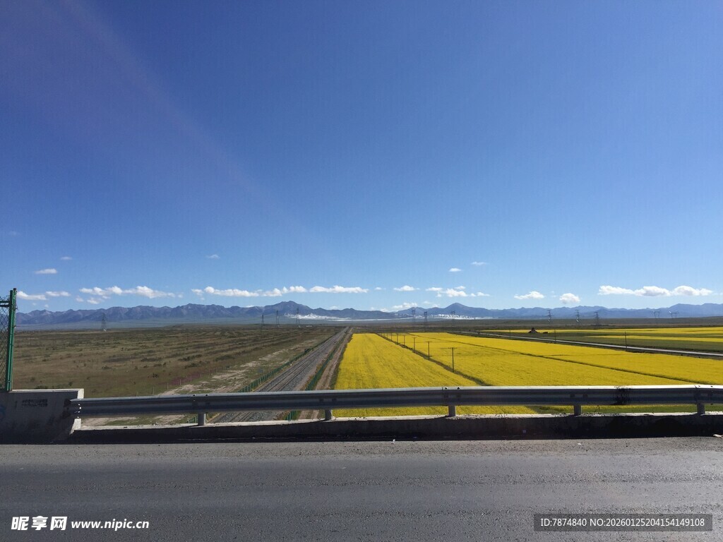 公路旁的灿烂黄色花田