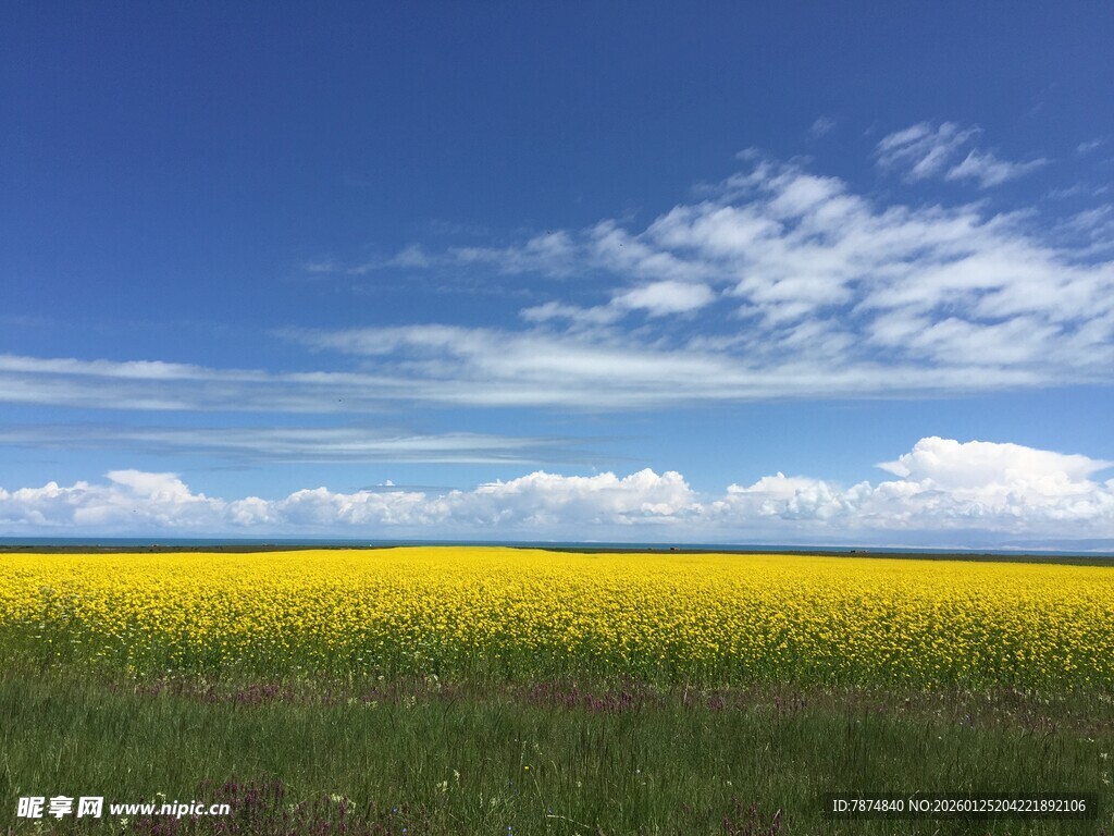 金黄花海与蓝天相映成趣