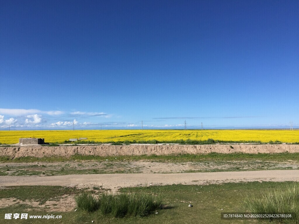 广袤田野上的灿烂油菜花田
