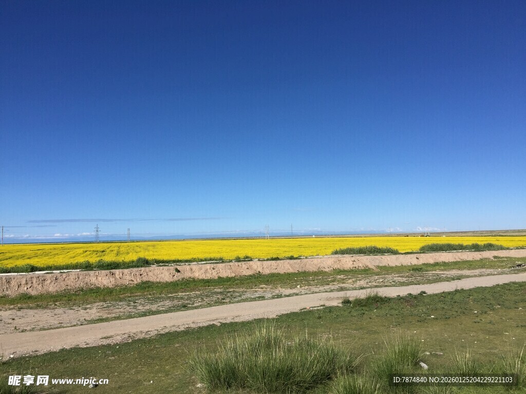 草原上的黄色花海