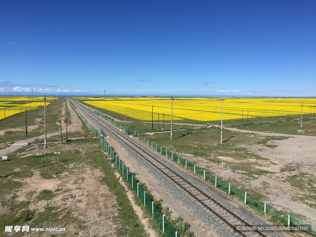 公路穿行金黄油菜花海