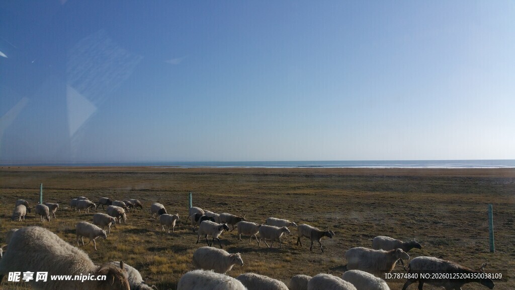 草原羊群风景图