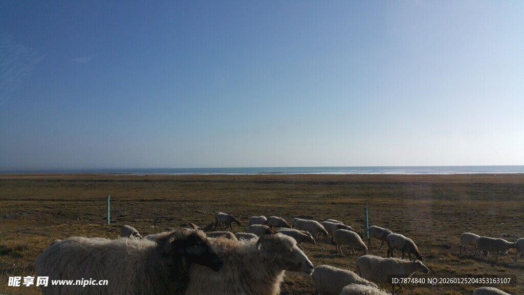 草原羊群与广阔蓝天