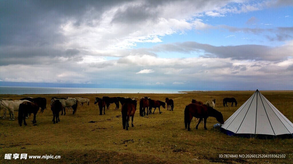 草原上的帐篷与马群