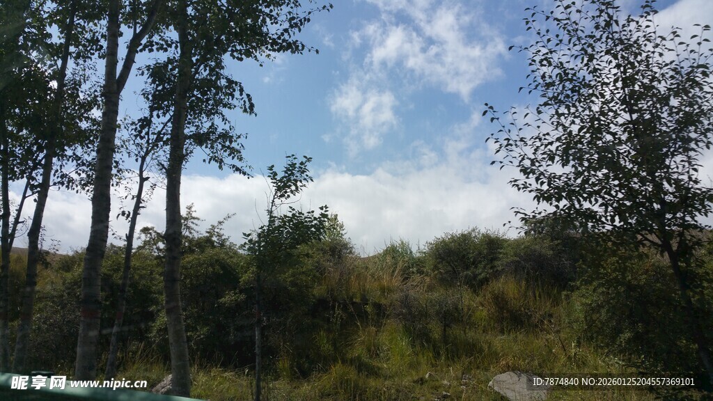 林间开阔地的自然景致