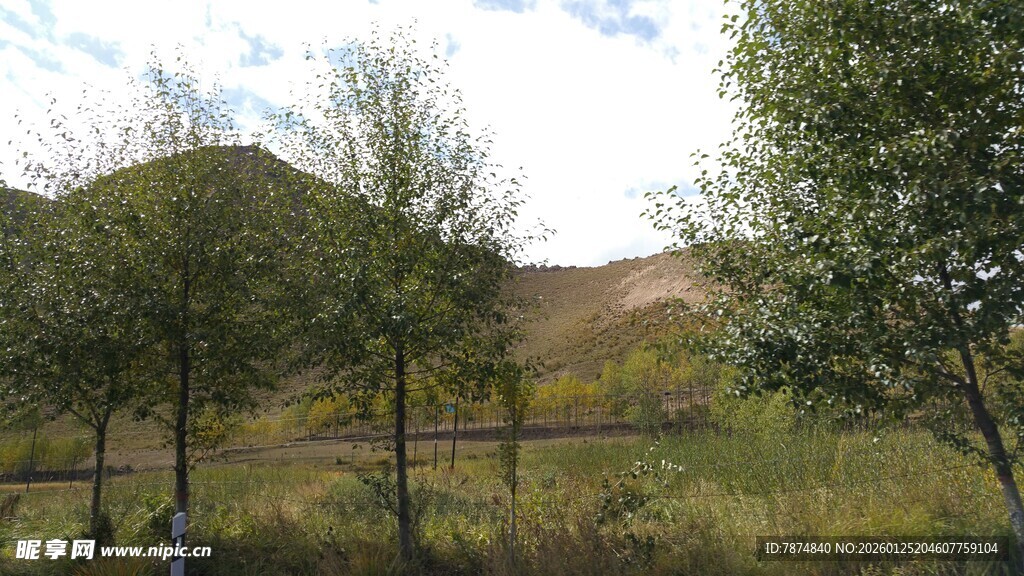 乡村野外的树木与远景