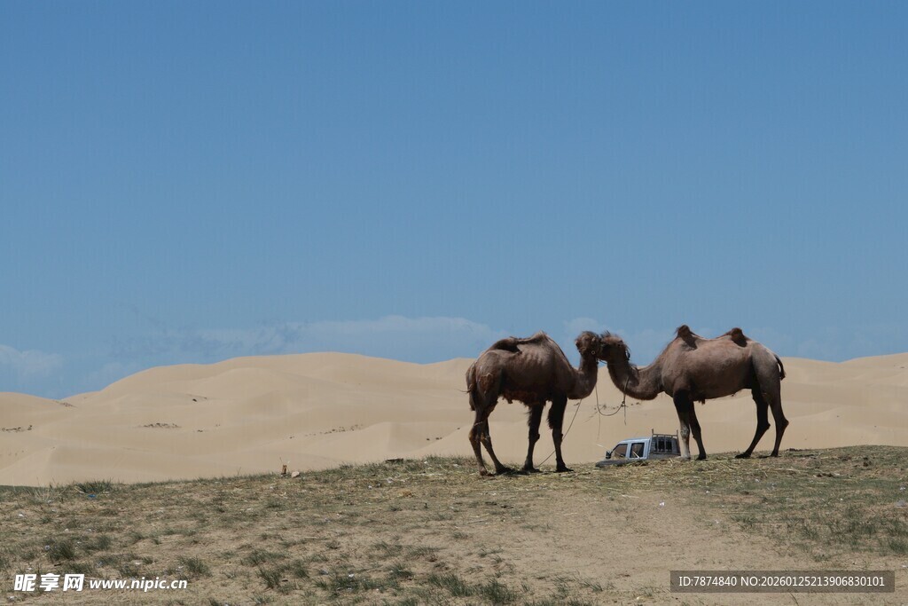 沙漠中的骆驼
