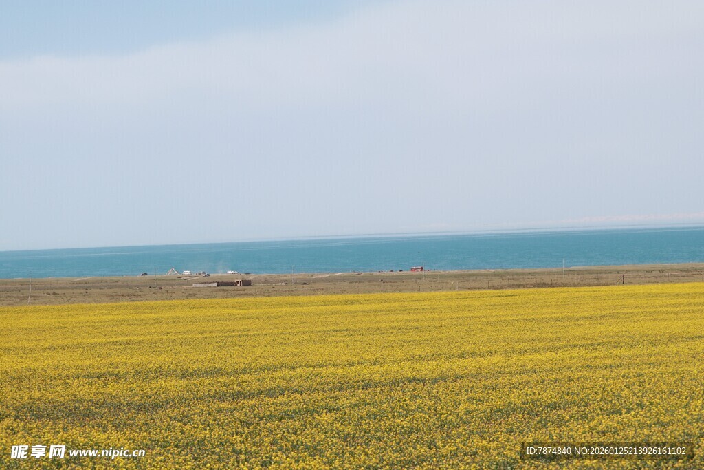 金黄田野与蔚蓝大海之景