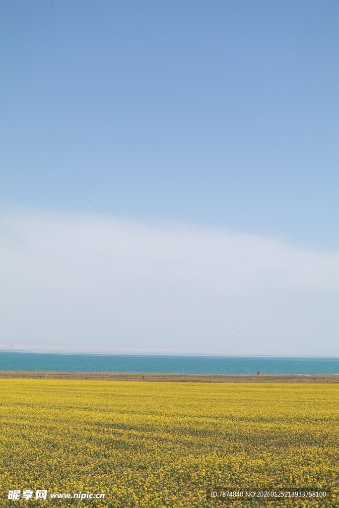 金黄花海与碧海蓝天美景