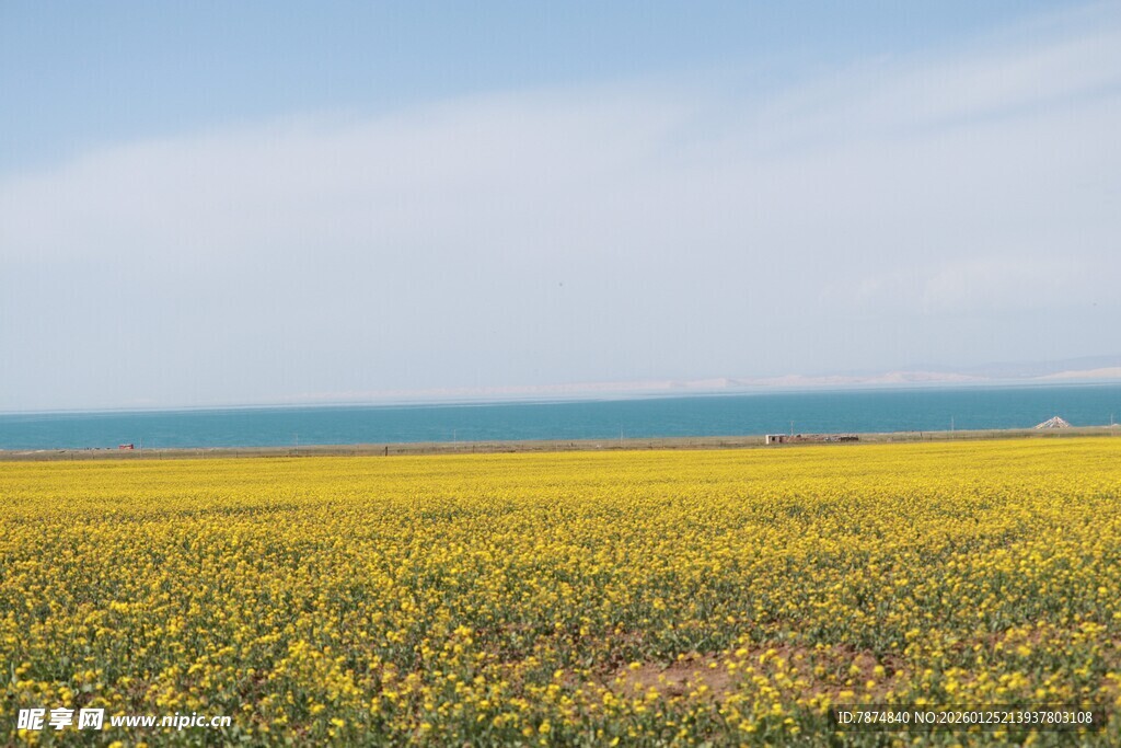 金黄花海伴碧海蓝天