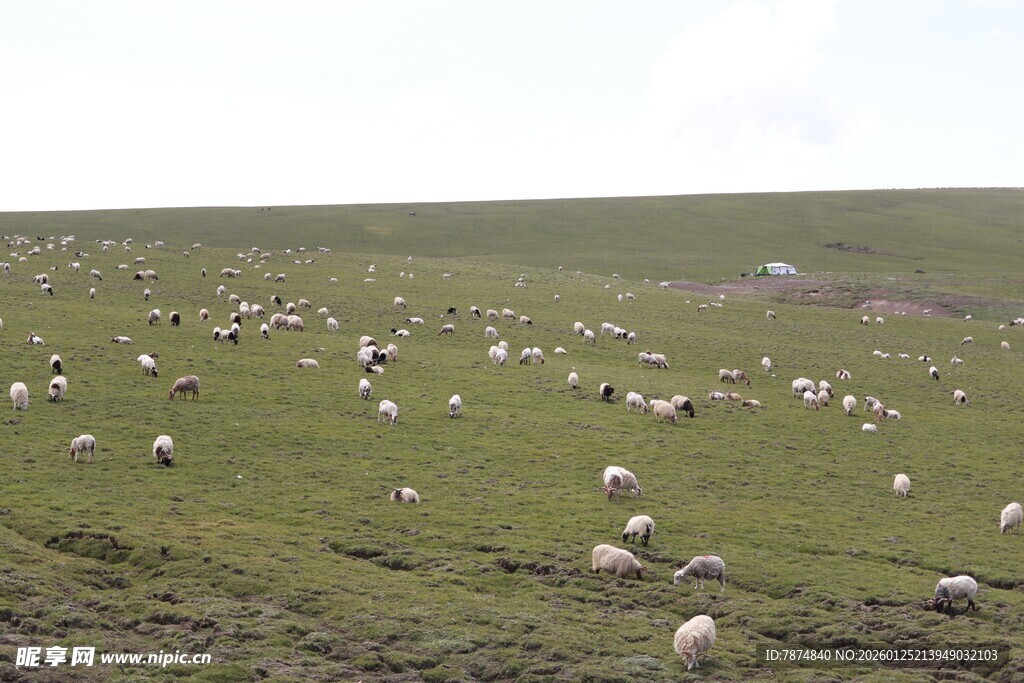 草原上的羊群