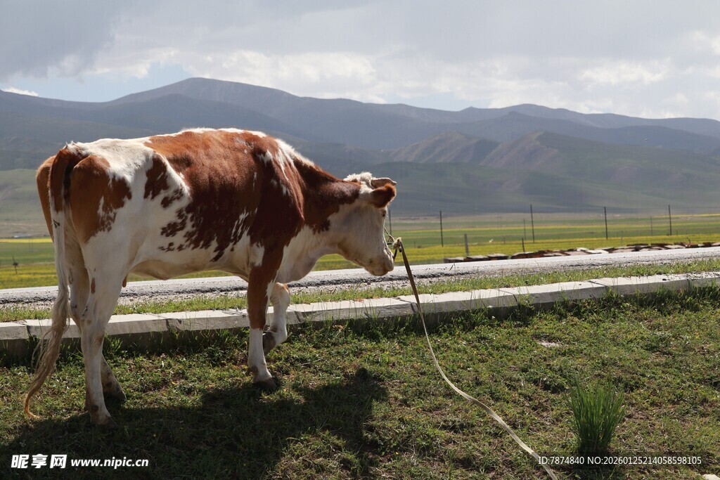 田野中的棕白花纹奶牛